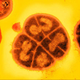 Image for article titled Five Creatures That Prove Life Could Exist On Other Planets (Or In Space)